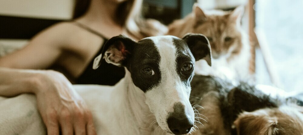 pic of girl with dog and cat